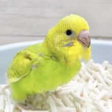 王道人気カラー🍀セキセイインコ（グリーンスパングル）