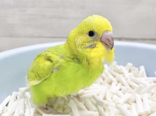 王道人気カラー🍀セキセイインコ（グリーンスパングル）