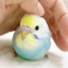 最新画像あり⭐️キラキラおめめ✨セキセイインコ（パステルレインボー）