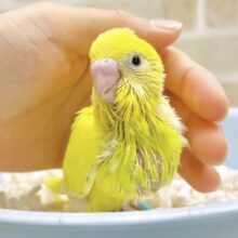 レアなビタミンイエローさん☀️セキセイインコ（イエローダブルファクター）