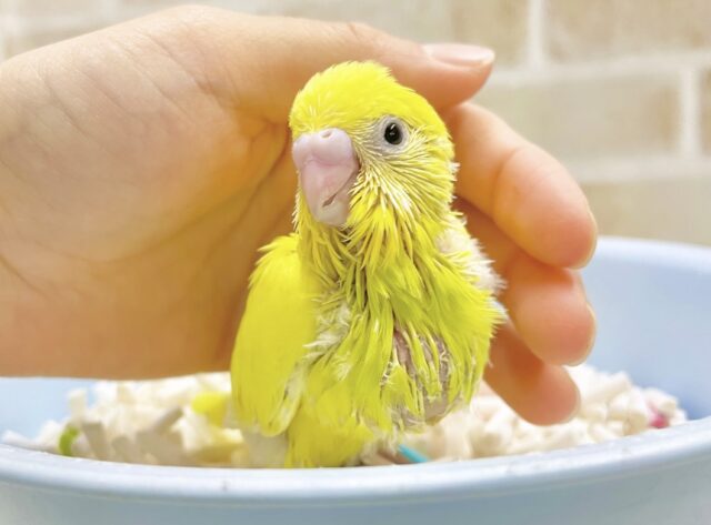 レアなビタミンイエローさん☀️セキセイインコ（イエローダブルファクター）