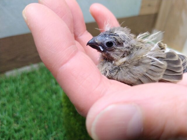鳴き声はニーニー🎵今限定！フワフワ毛なキンカ鳥さんノーマル