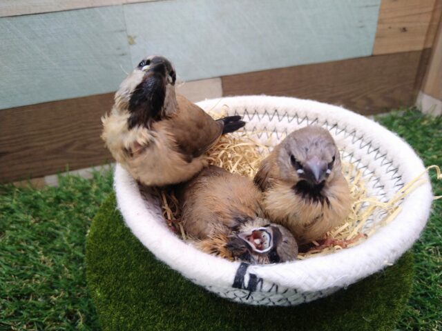 シュバシキンセイチョウ