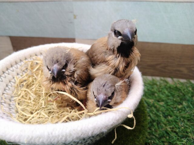シュバシキンセイチョウ