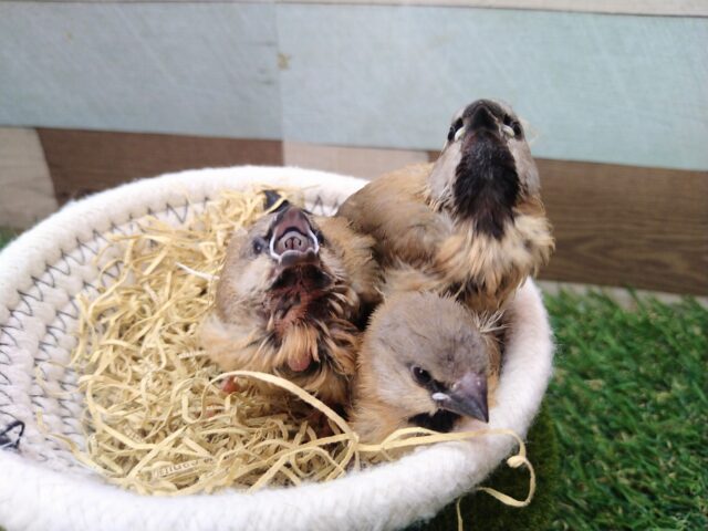 シュバシキンセイチョウ