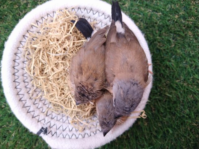シュバシキンセイチョウ