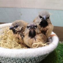 当店初!!激レア!!シュバシキンセイ鳥のヒナがやって来ました🎉🎉
