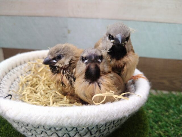 当店初!!激レア!!シュバシキンセイ鳥のヒナがやって来ました🎉🎉