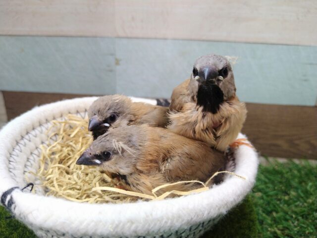 シュバシキンセイチョウ