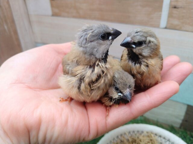 シュバシキンセイチョウ