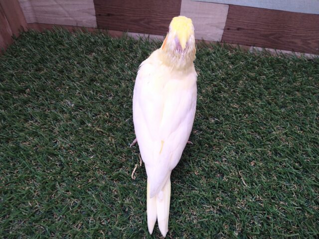 オカメインコ