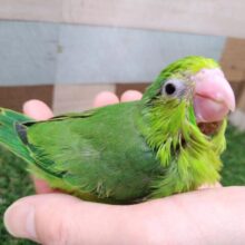 元気ハツラツ！！鮮やかグリーンなマメルリハ女の子
