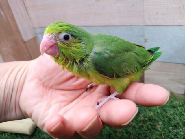 マメルリハ