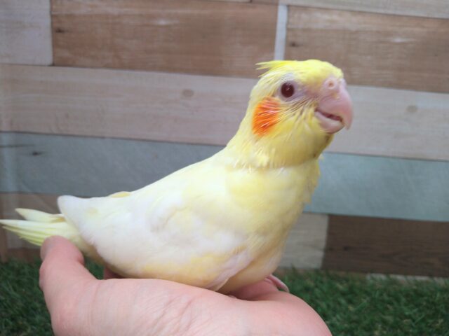 オカメインコ