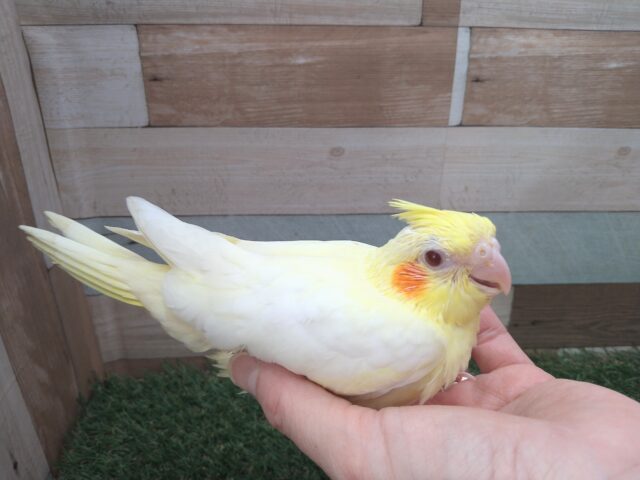 オカメインコ