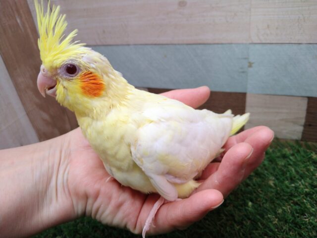 オカメインコ