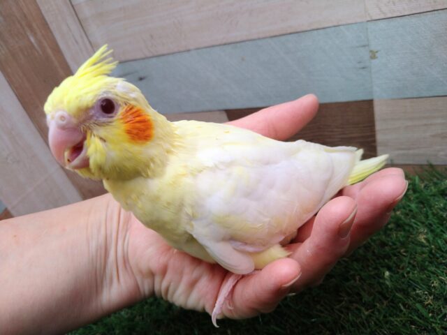 オカメインコ