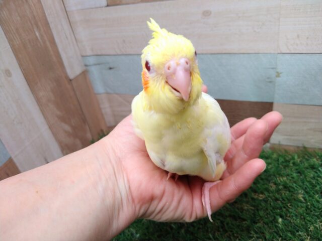 オカメインコ