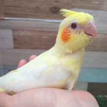 オカメインコと言えば！ルチノーオカメちゃんやって来ました〜