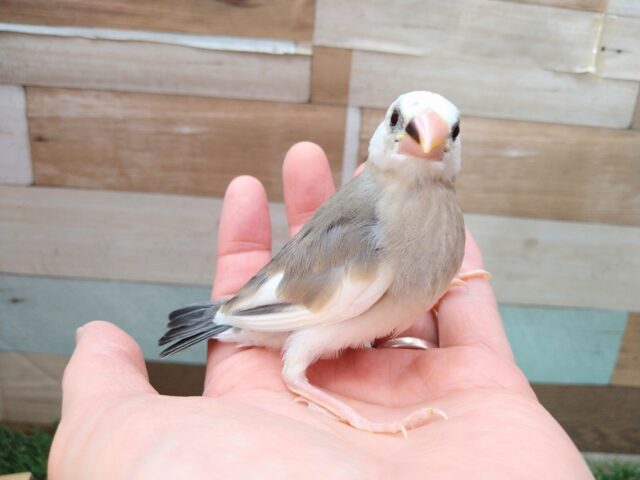 桜文鳥