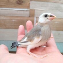 個性が溢れてます！桜文鳥さん来ました〜