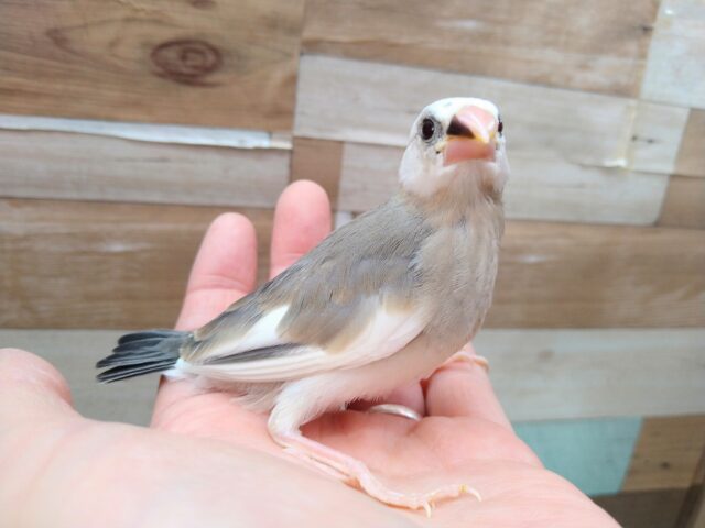 桜文鳥