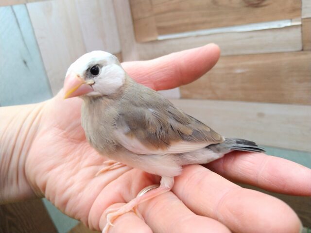 桜文鳥