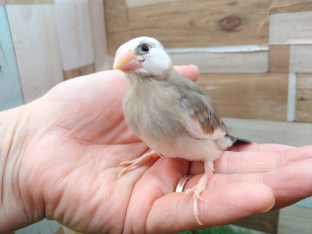 桜文鳥