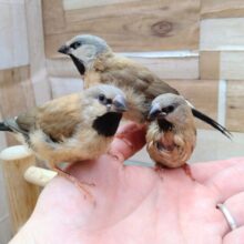 最新画像あります！当店初!!激レア!!シュバシキンセイ鳥のヒナがやって来ました🎉🎉