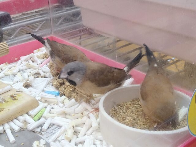 キンセイチョウ
