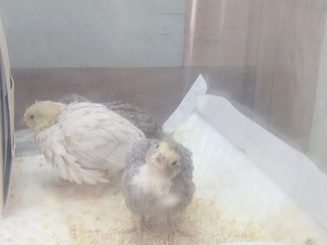 ヒメウズラ