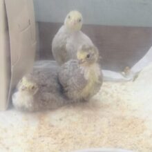 チビチビヒヨコちゃん🐤ヒメウズラさんがやってきました〜