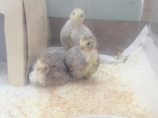 チビチビヒヨコちゃん🐤ヒメウズラさんがやってきました〜