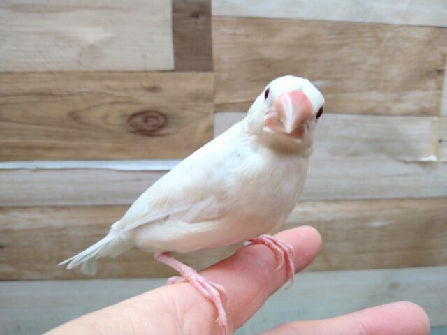 シルバーイノ文鳥
