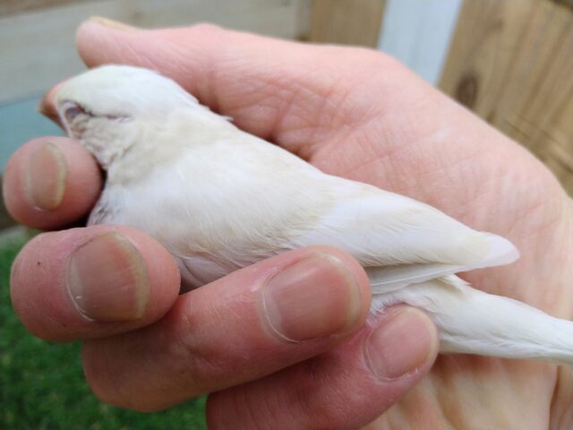 シルバーイノ文鳥