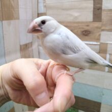 最新画像有ります❗️甘え上手な予感のするおしゃれカラーさん🌟シルバー文鳥❣️