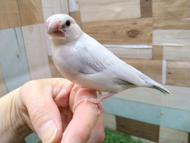 シルバー文鳥