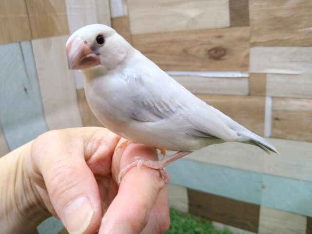 シルバー文鳥