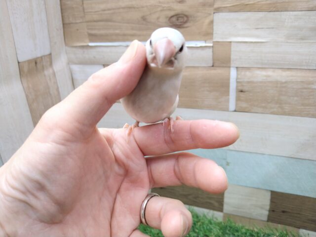 シルバー文鳥