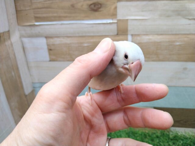 シルバー文鳥