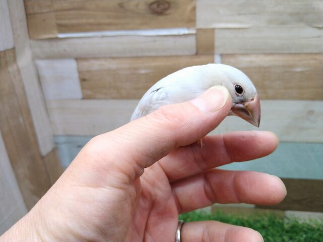シルバー文鳥