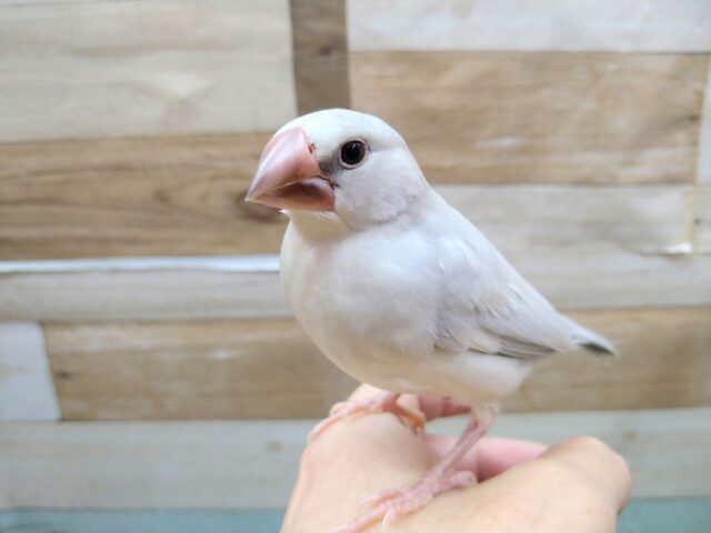 シルバー文鳥
