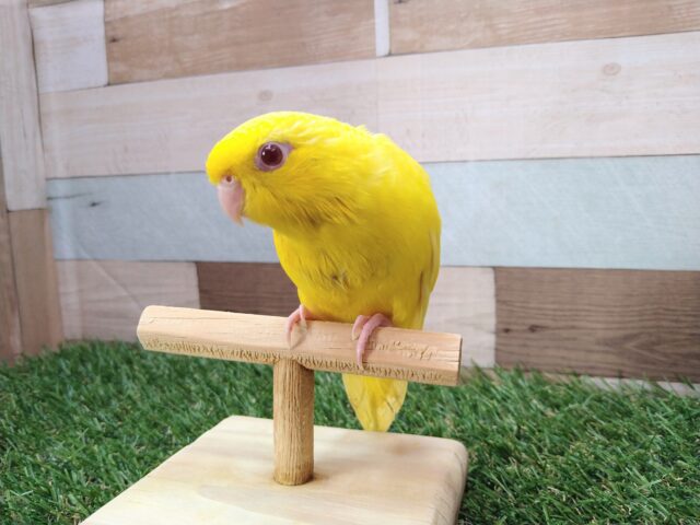 サザナミインコ