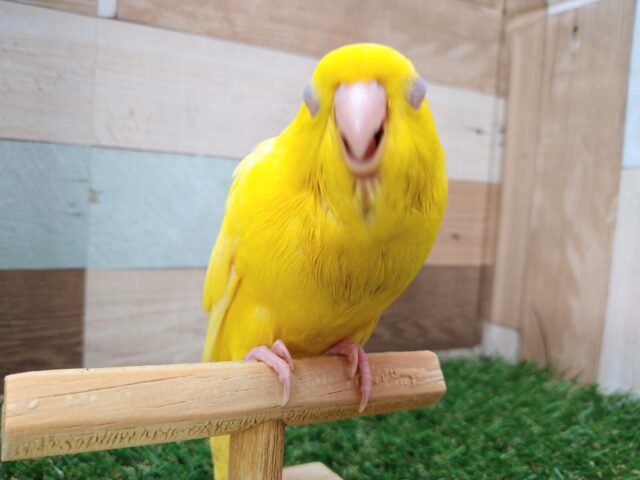 サザナミインコ