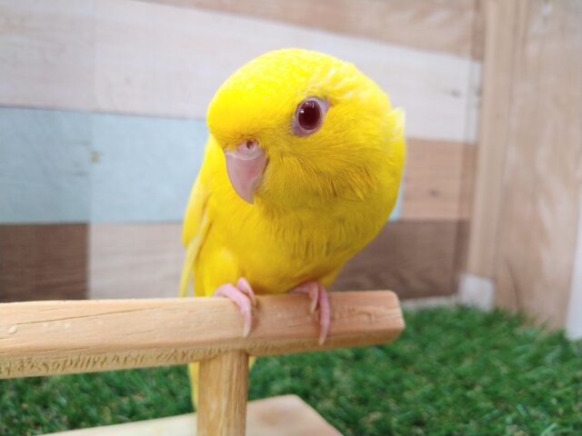 サザナミインコ