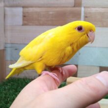 最新画像有ります❗️ジーッと見つめてくれる表情にイチコロです🥰サザナミインコのルチノー💛