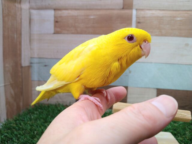 最新画像有ります❗️ジーッと見つめてくれる表情にイチコロです🥰サザナミインコのルチノー💛