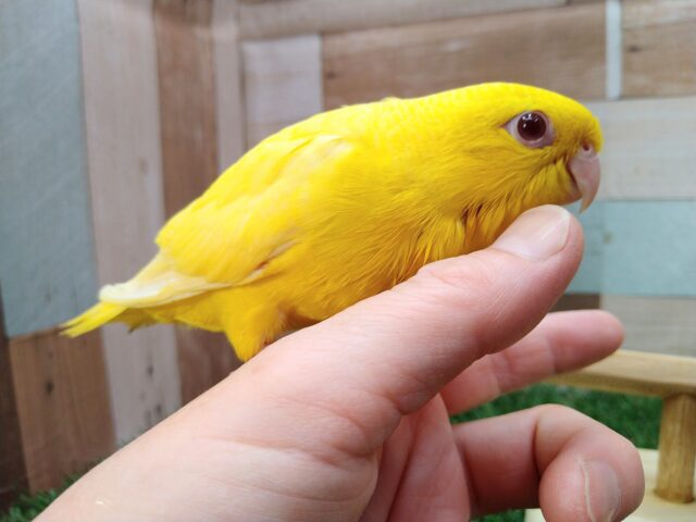 サザナミインコ