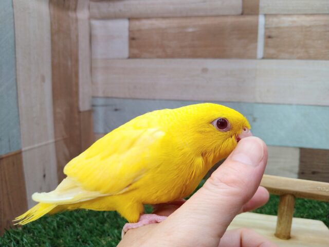 サザナミインコ