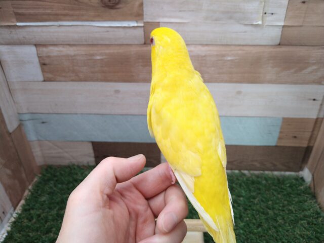 サザナミインコ